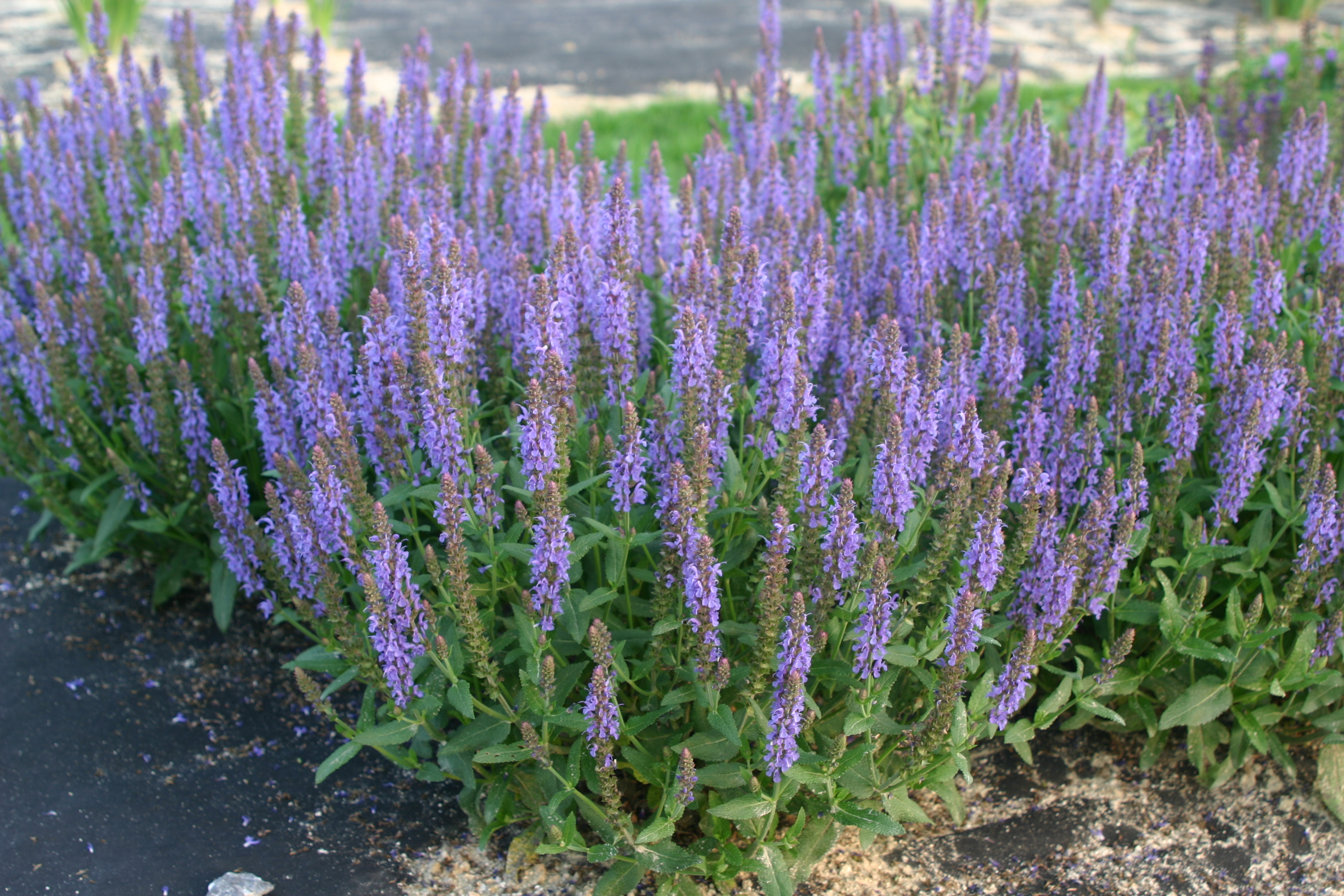 Salvia nemorosa 'Blauhügel'